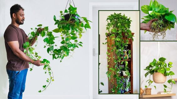MONEY PLANT