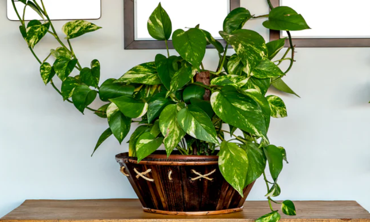 MONEY PLANT