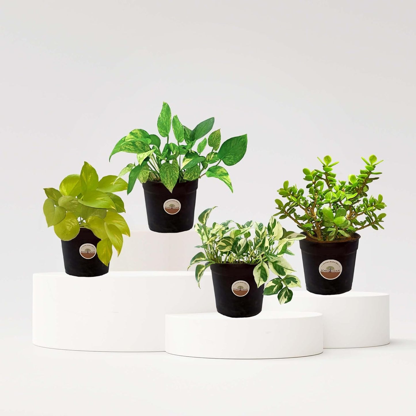 MONEY PLANT