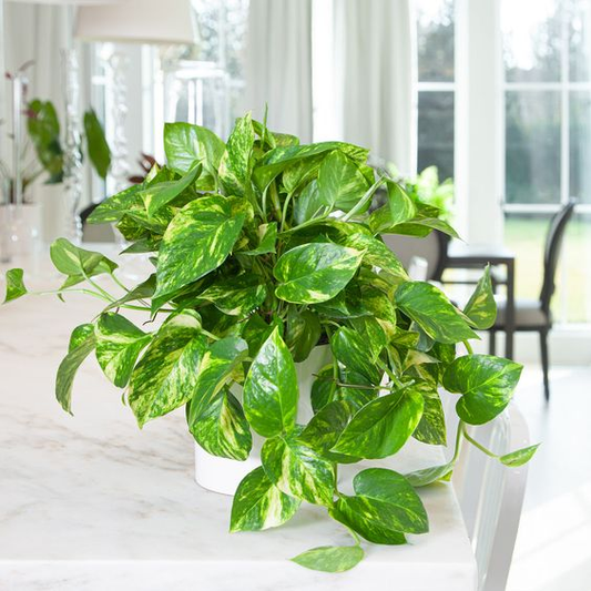 MONEY PLANT